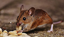24 Hour & Emergency Exterminators in Sand Lake, FL
